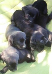 Beautiful AKC Labrador Retriever Puppies