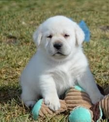 *Labrador retriever puppies for sale xxx-xxx-xxxx