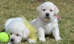 bnb Labrador retriever puppies for sale xxx-xxx-xxxx