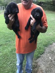 Akc black lab puppies