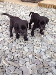 Stunning Kc Reg Black Puppies For Sale