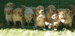 Golden Retriever Lab Puppies