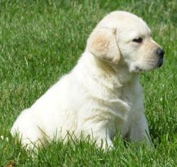 Outstanding AKC Labrador Retriever Puppies