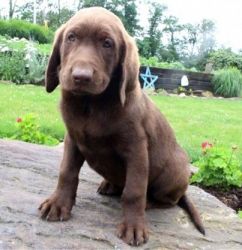 Charming Labrador retriever puppies for sale