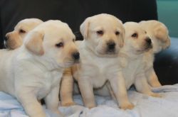 Labrador puppies for adoption