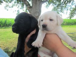 Two Gorgeous, AKC Labrador Retriever puppies