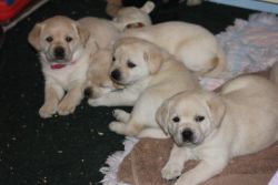 Lab puppies for adoption
