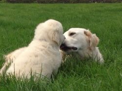 (xxx) xxx-xxx4 Labrador Retriever Puppies
