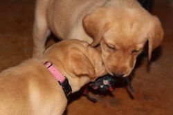 Fox red and Yellow Labrador Puppies