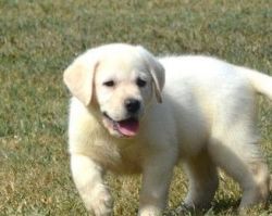 AKC Registered Labrador Retriever puppies
