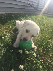 12 wk old purebred yellow lab puppy for sale