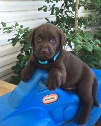 Labrador Retriever puppies For Sale
