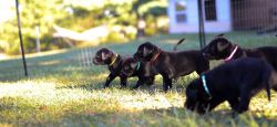Beautiful AKC Labrador Retriever Puppies