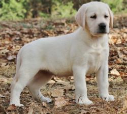 Affectionate Labrador Retriever Puppies For Sale