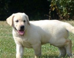 Cute Labrador Retriever puppies for Sale