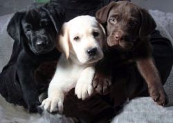 Well Socialized Labrador Retriever Puppies