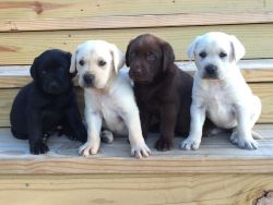 Goodlooking AKC Labrador Retriever Puppies