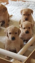 Gorgeous Labrador Retriever Puppies