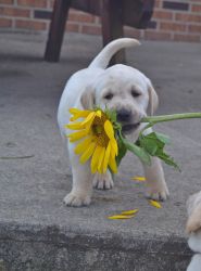 AKC Labrador retriever pups