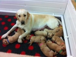 Re-Homing Labrador Retriever Puppies
