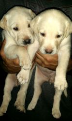 AKC. Registered lab puppies
