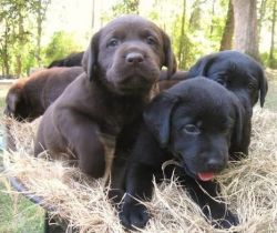 Healthy Labrador Retriever Puppies