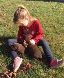 Farm Raised AKC and CKC Registered Chocolate Lab Puppies!