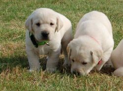 Potty Trained Labrador Retriever puppies