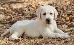 Healthy Labrador Retriever Puppies For Sale