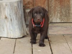 Adorable Labrador Retriever Puppies For Sale