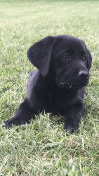 AKC registered Labrador retriever puppies