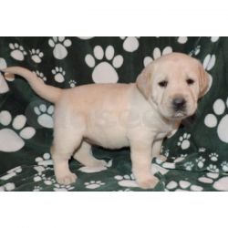 TWO LABRADOR PUPPIES AVAILABLE NOW