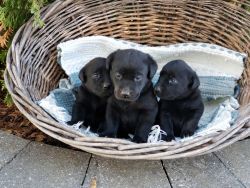 For sale akc registered black lab puppys