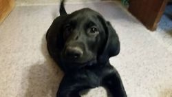 SOLD -- Black Lab puppy