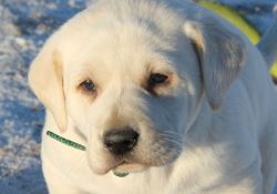 Health Labrador puppies from reputable breeders for sale