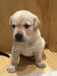 Trust Kennel Labrador Pups For Sale