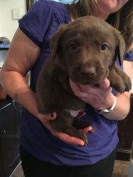 Adorable lab puppies for sale