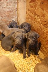 AKC Silver & Charcoal Lab Puppies