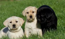 aKc Registered Labrador Puppies