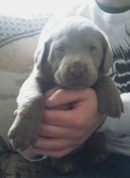 Silver Labrador Retriever Puppy