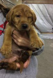 Labrador retrievers puppies