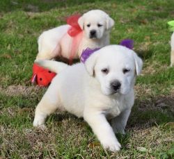 Gorgeous males and females labrador Puppies