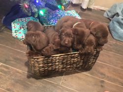 AKC Chocolate Labrador puppies