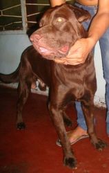 Quality XXL ChocoLab stud Gives 10-12 pups Imported Lineage