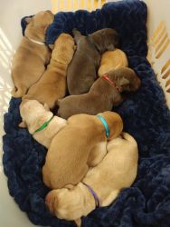 AKC Fox Red and Chocolate Labadore Retriever Puppies