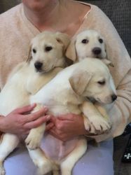 Labrador Puppies For Saletext on (xxx) xxx-xxx2