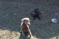 Charcoal and Silver lab puppies