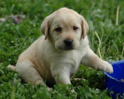 Gorgeous Labrador puppies available Akc Reg