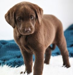AKC Reg. Labrador Retriever puppies (xxx) xxx-xxx7