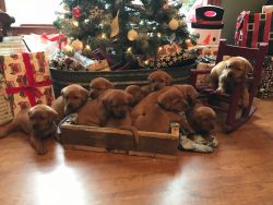 red fox lab puppies for sale (akc limited registration)